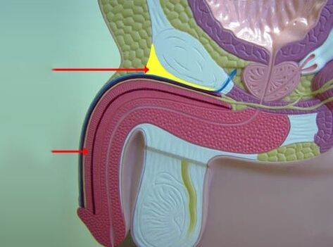 ligamentos del pene