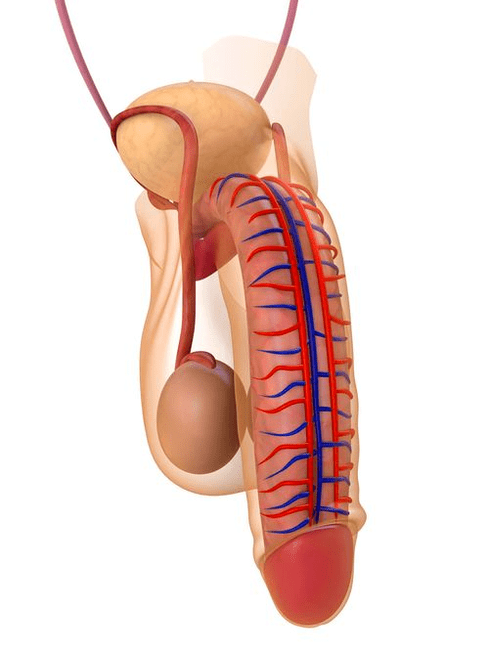 estructura del pene